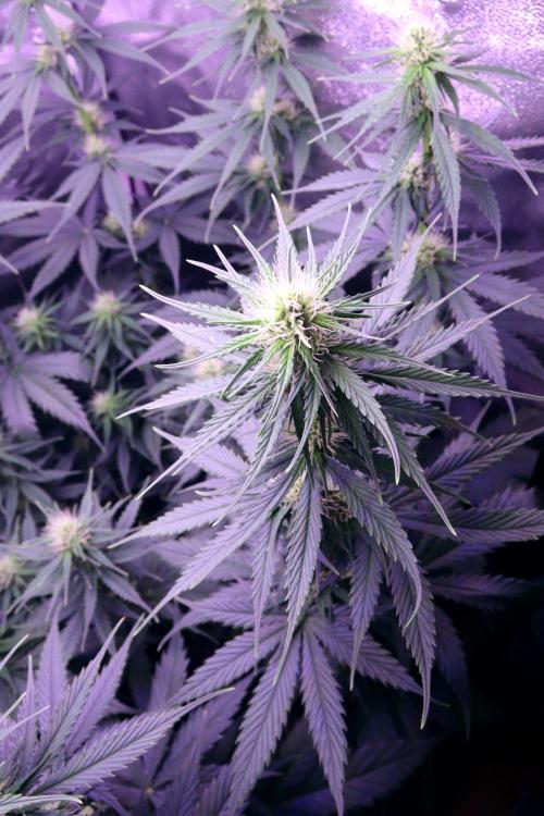 White Biscotti OG XXL. Week 7