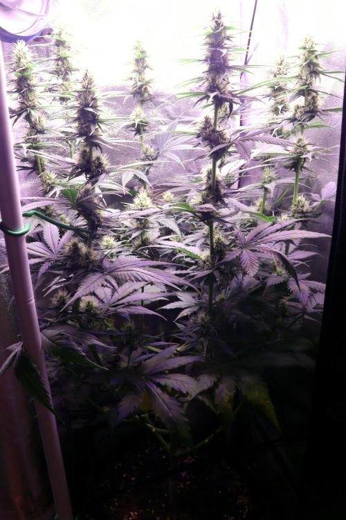 White Biscotti OG XXL. Week 8 - White Biscotti OG XXL, BT 26