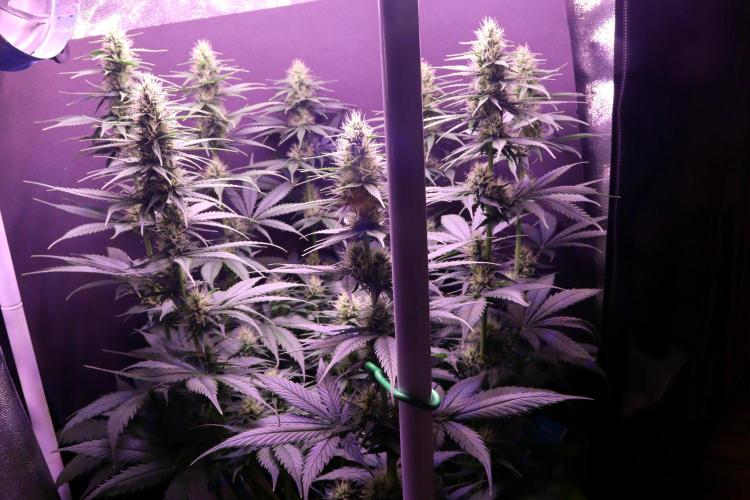 White Biscotti OG XXL. Week 8 - White Biscotti OG XXL, BT 26