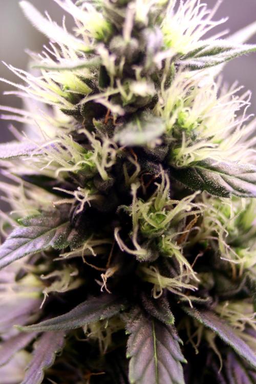 White Biscotti OG XXL. Week 9 - White Biscotti OG, BT 33
