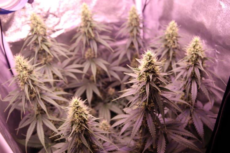 White Biscotti OG XXL. Week 9 - White Biscotti OG, BT 33