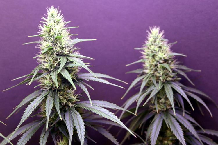 White Biscotti OG XXL. Week 9 - White Biscotti OG, BT 33
