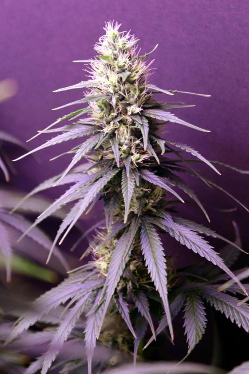 White Biscotti OG XXL. Week 9 - White Biscotti OG, BT 33