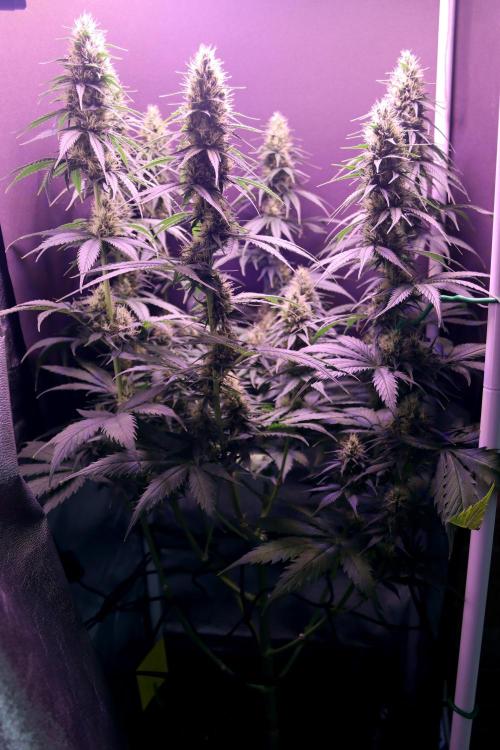 White Biscotti OG XXL. Week 9 - White Biscotti OG, BT 33