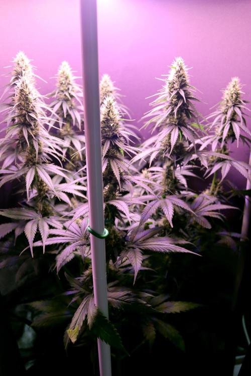 White Biscotti OG XXL. Week 9