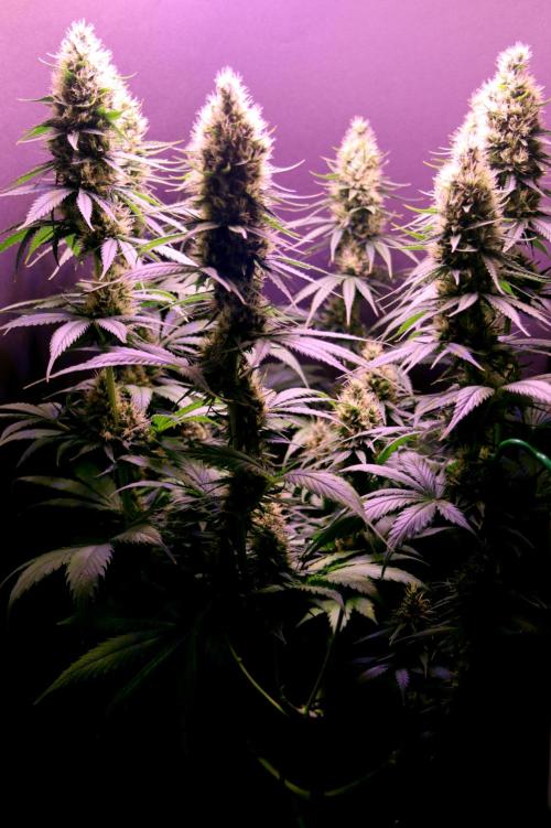 White Biscotti OG XXL. Week 10 - White Biscotti OG, BT 41