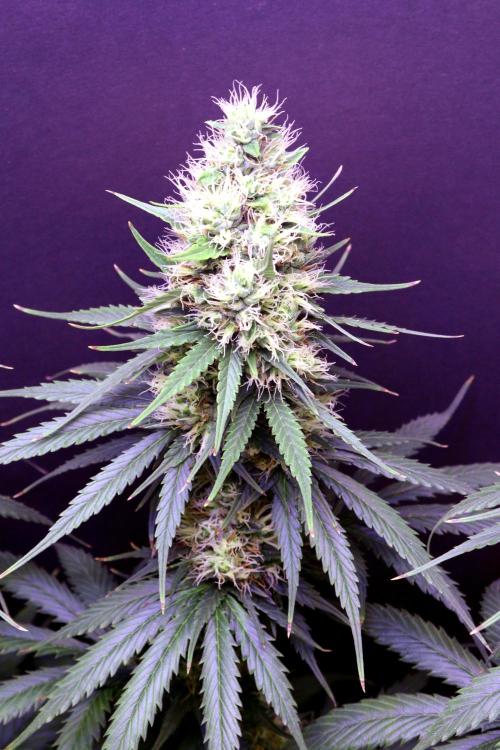 White Biscotti OG XXL. Week 10 - White Biscotti OG, BT 41