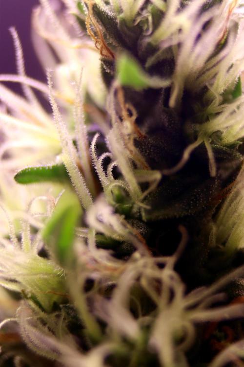 White Biscotti OG XXL. Week 10