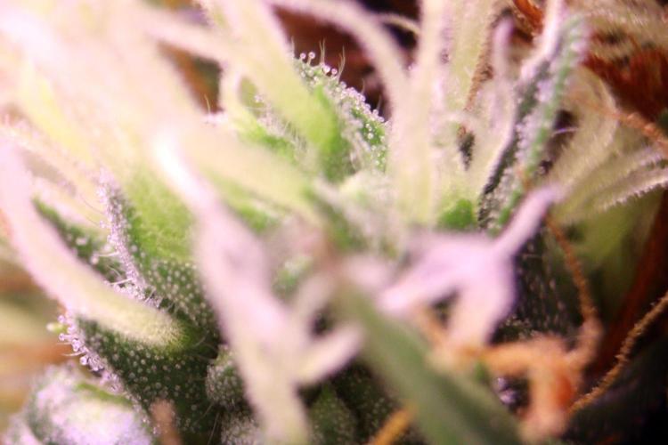White Biscotti OG XXL. Week 11 - White Biscotti OG XXL, BT 47