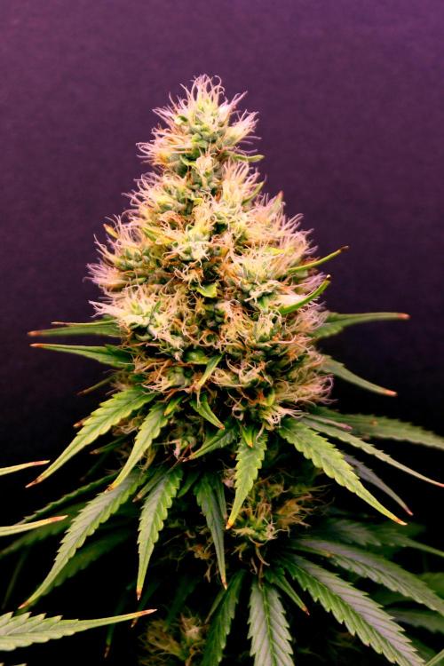 White Biscotti OG XXL. Week 11 - White Biscotti OG XXL, BT 47