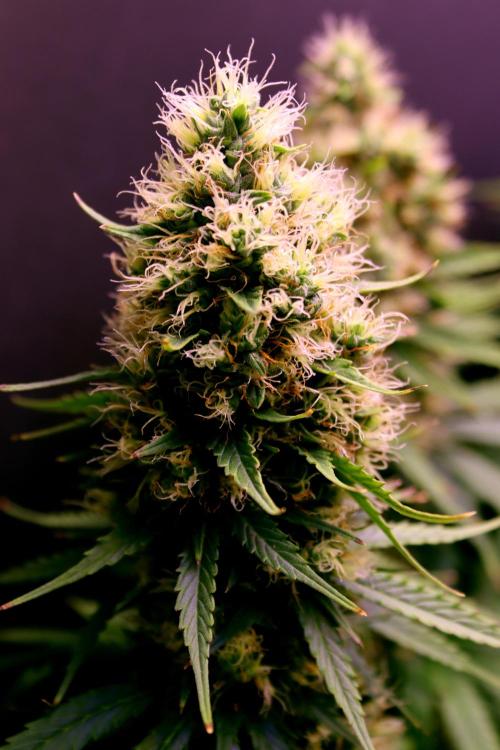 White Biscotti OG XXL. Week 11 - White Biscotti OG XXL, BT 47