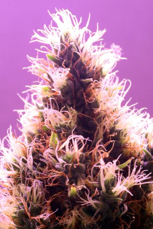 White Biscotti OG XXL. Week 12 - White Biscotti OG XXL, BT 54