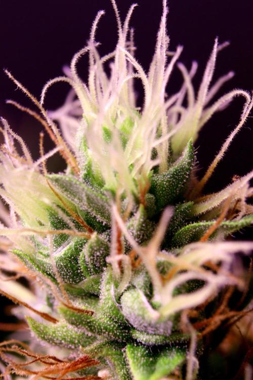 White Biscotti OG XXL. Week 12 - White Biscotti OG XXL, BT 54