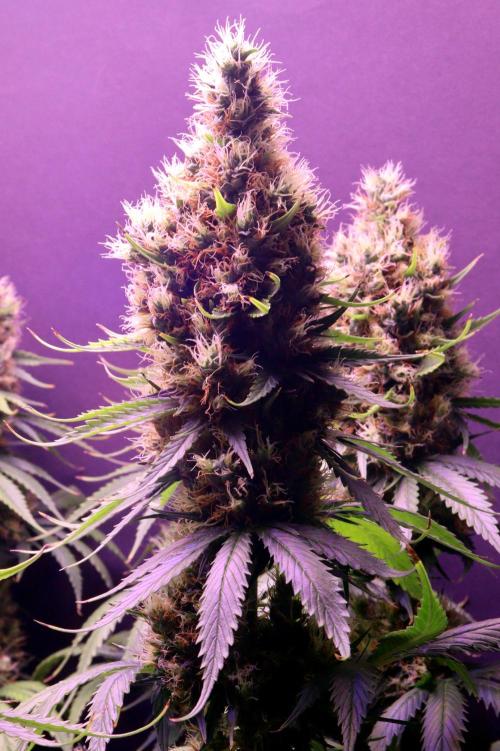 White Biscotti OG XXL. Week 12 - White Biscotti OG XXL, BT 54