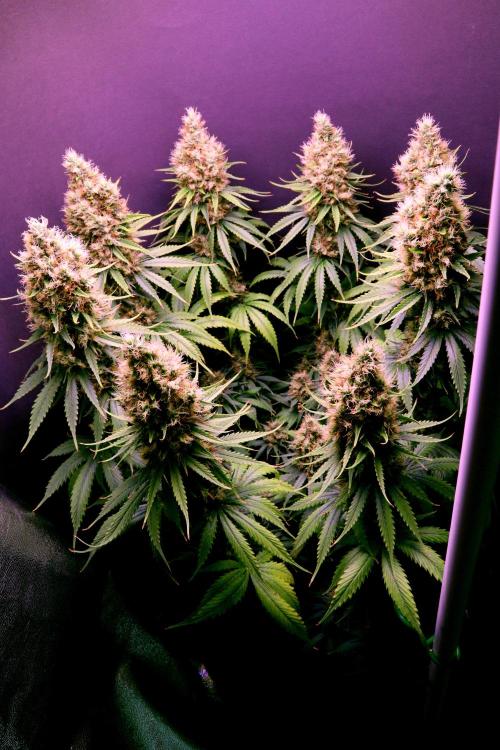 White Biscotti OG XXL. Week 12 - White Biscotti OG XXL, BT 54
