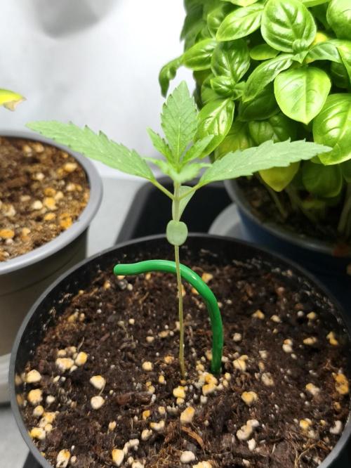 Super Lemon Cherry. Week 1 - Super Lemon Cherry, Tag 7