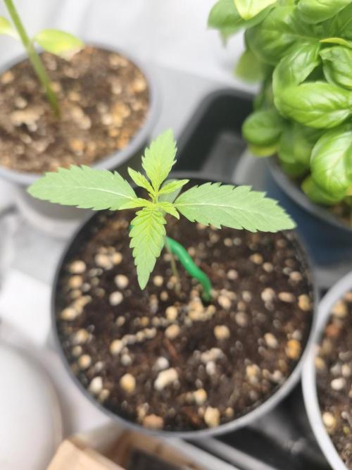 Super Lemon Cherry. Week 1 - Super Lemon Cherry, Tag 7