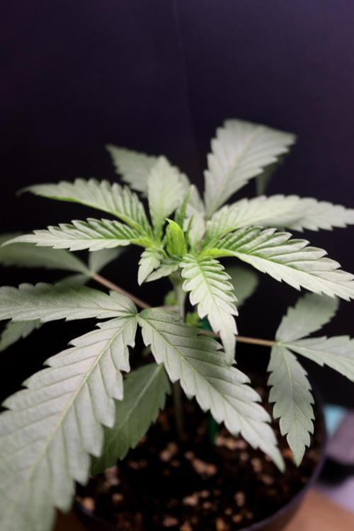 Super Lemon Cherry. Week 2 - Super Lemon Cherry, Tag 15