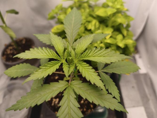 Super Lemon Cherry. Week 2 - Super Lemon Cherry, Tag 15