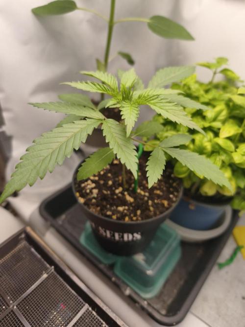 Super Lemon Cherry. Week 2
