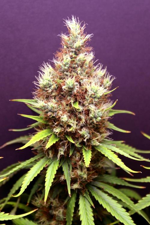 White Biscotti OG XXL. Week 13 - White Biscotti OG XXL, BT 62