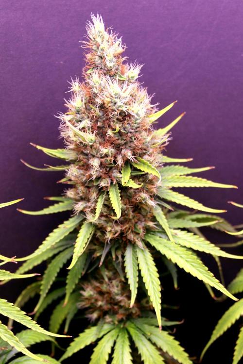 White Biscotti OG XXL. Week 13 - White Biscotti OG XXL, BT 62