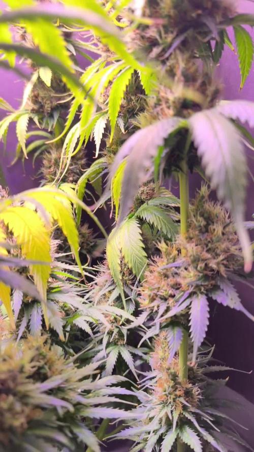 White Biscotti OG XXL