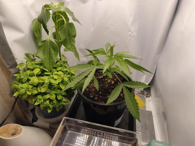 Super Lemon Cherry. Week 3 - Super Lemon Cherry, Tag 18