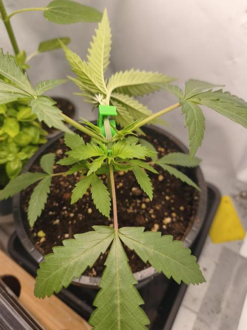 Super Lemon Cherry. Week 3 - Super Lemon Cherry, Tag 19