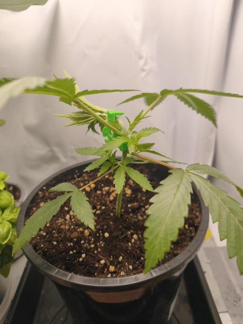 Super Lemon Cherry. Week 3 - Super Lemon Cherry, Tag 19