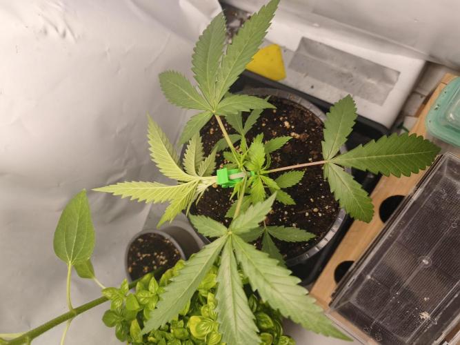 Super Lemon Cherry. Week 3 - Super Lemon Cherry, Tag 19