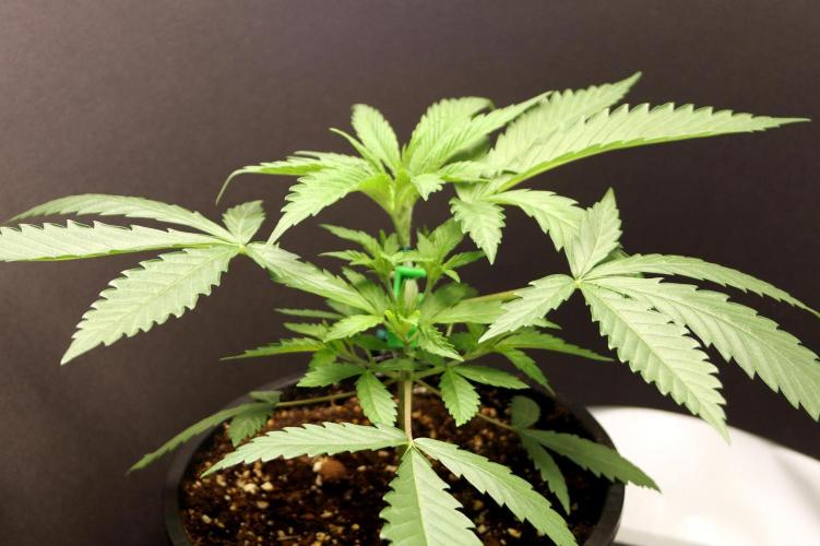 Super Lemon Cherry. Week 3 - Super Lemon Cherry, Tag 21