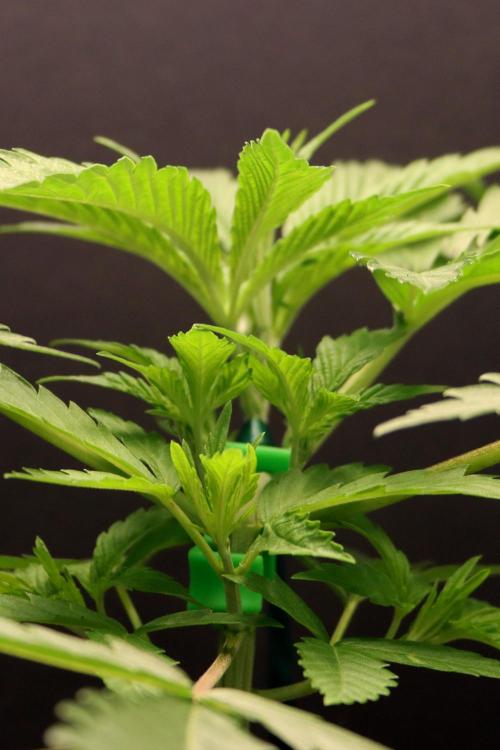Super Lemon Cherry. Week 3 - Super Lemon Cherry, Tag 21