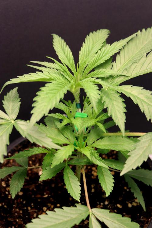 Super Lemon Cherry. Week 3