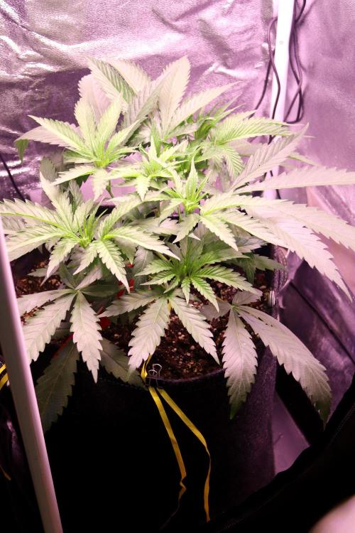 Super Lemon Cherry. Week 4 - Super Lemon Cherry, Tag 25
