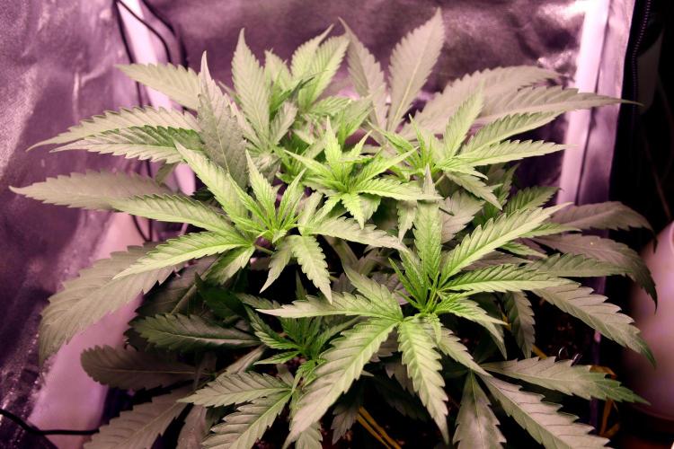 Super Lemon Cherry. Week 4 - Super Lemon Cherry, Tag 25