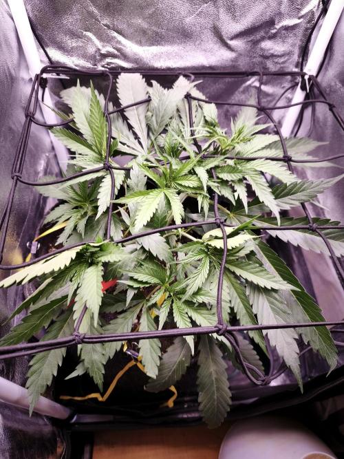 Super Lemon Cherry. Week 4