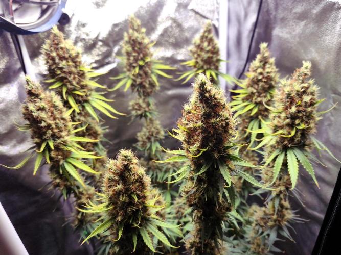 White Biscotti OG XXL. Week 14 - White Biscotti OG XXL, Entetag, BT 65