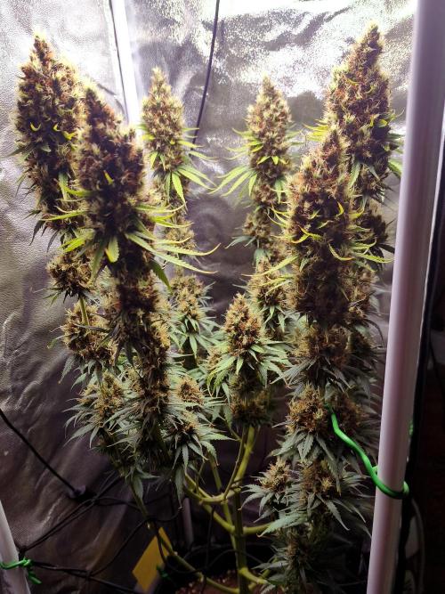 White Biscotti OG XXL. Week 14 - White Biscotti OG XXL, Entetag, BT 65