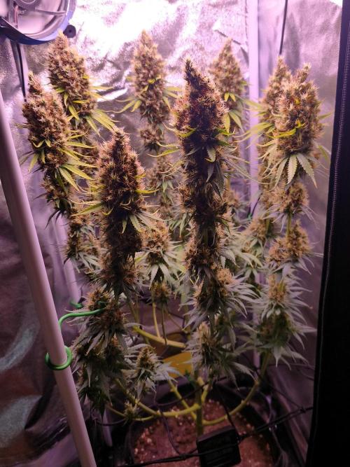 White Biscotti OG XXL. Week 14 - White Biscotti OG XXL, Entetag, BT 65