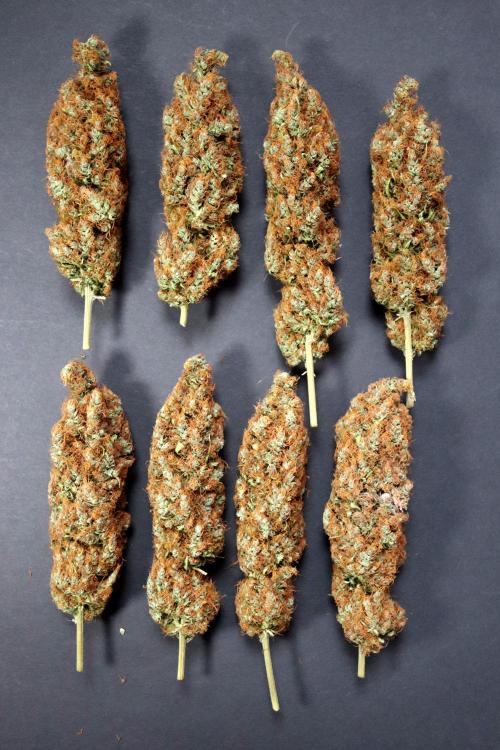White Biscotti OG XXL. Week 14 - White Biscotti OG XXL, Entetag, BT 65