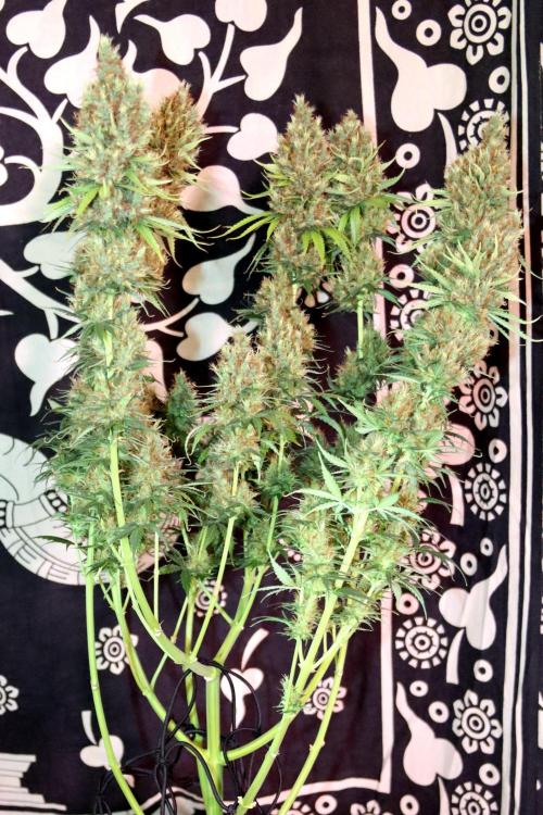 White Biscotti OG XXL. Week 14 - White Biscotti OG XXL, Entetag, BT 65