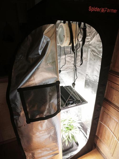 Super Lemon Cherry. Week 5 - Super Lemon Cherry im neuen Spider Farmer 60x60 Zelt