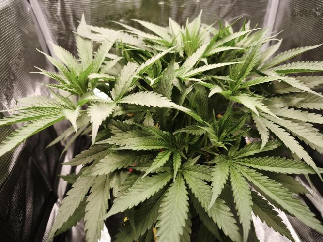 Super Lemon Cherry. Week 5