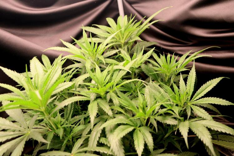 Super Lemon Cherry. Week 6 - Super Lemon Cherry, Blütetag 12