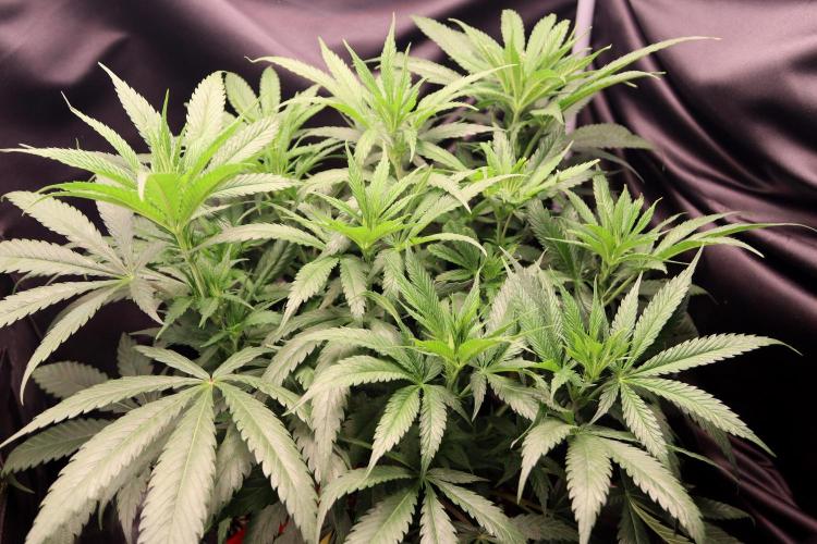 Super Lemon Cherry. Week 6 - Super Lemon Cherry, Blütetag 12
