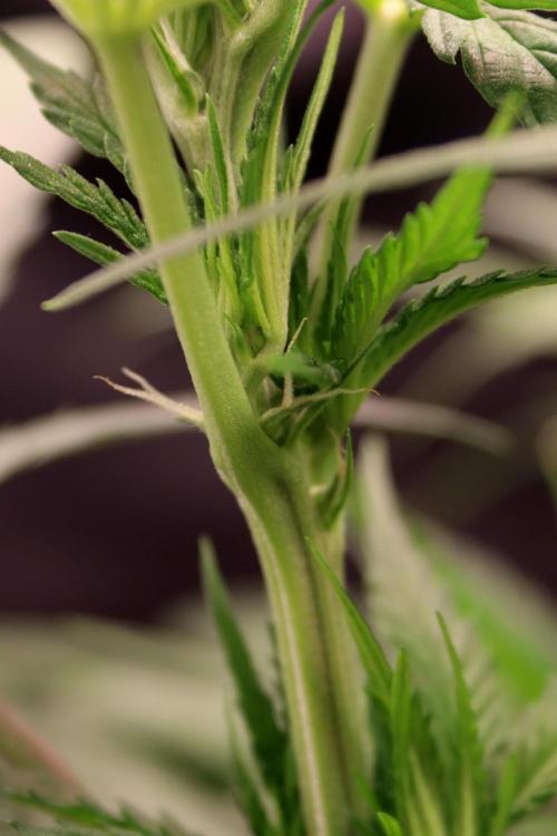 Super Lemon Cherry. Week 6 - Super Lemon Cherry, Blütetag 12