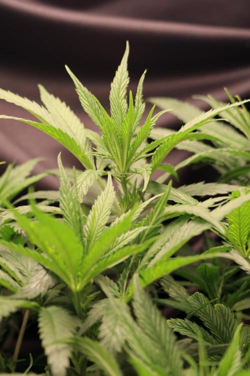 Super Lemon Cherry. Week 6 - Super Lemon Cherry, Blütetag 12