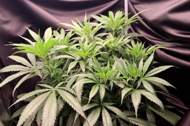 Super Lemon Cherry. Week 6 - Super Lemon Cherry, Blütetag 12