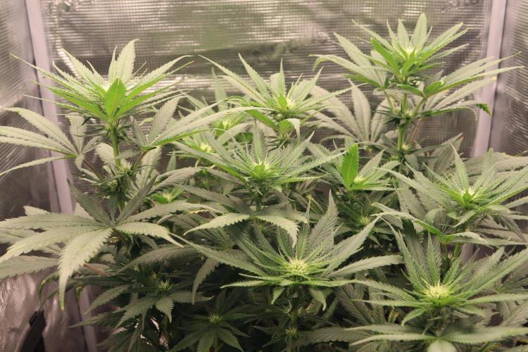 Super Lemon Cherry. Week 7 - Super Lemon Cherry, Blütetag 20